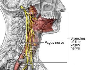 Vagus nerve image