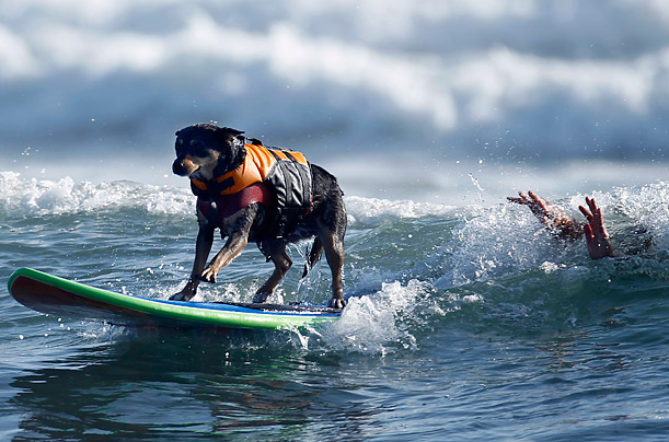 dog-surf-instructor-psych2go
