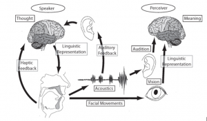 a diagram of how speech works in the mind with the brain and other components such as ears and articulators