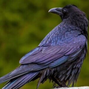 Profile photo of Raven